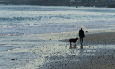 image for Seasonal Activities to do with your Dog