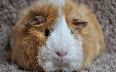 image for March is Adopt a Guinea Pig Month!
